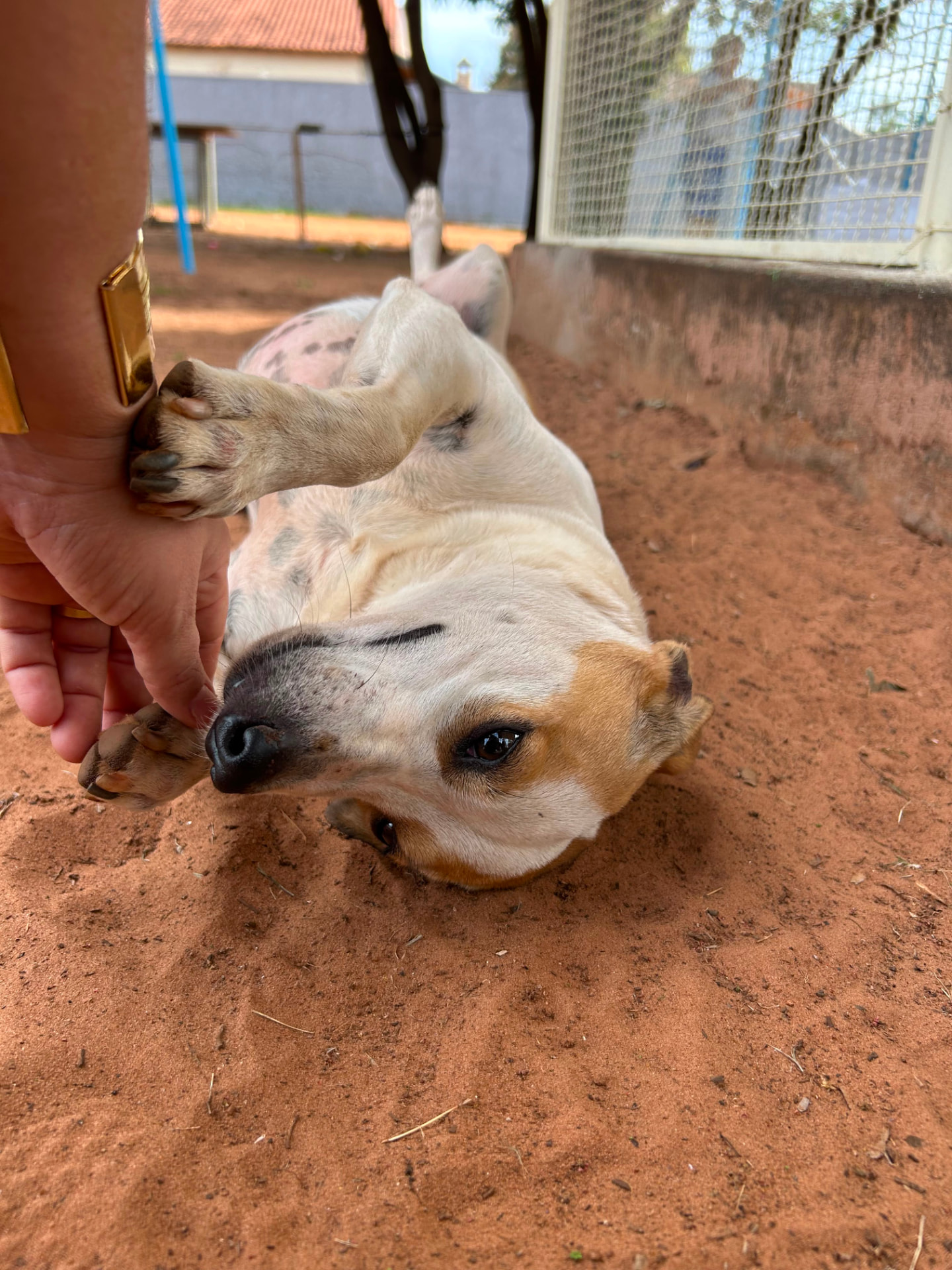 Cachorro recebendo carinho no pátio de areia da Talsce.
